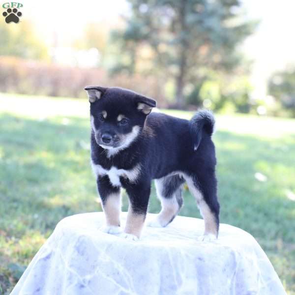 Dixie, Shiba Inu Puppy